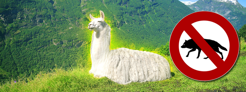 Wölfe und Lamas Banner
